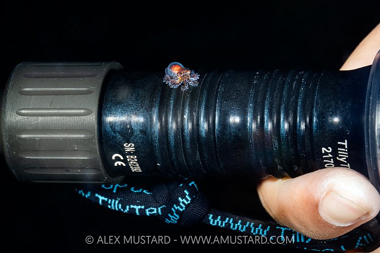 Juvenile Octopus, Indonesia