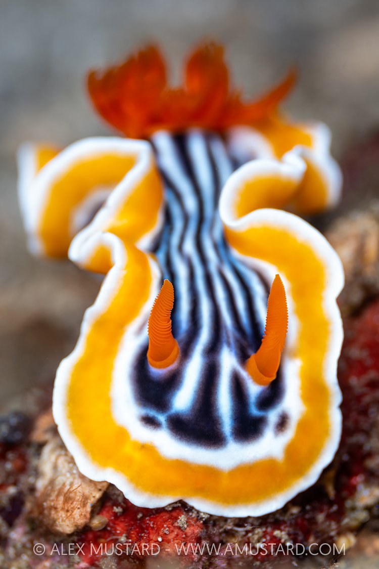 Nudibranch Portrait, Indonesia