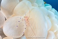 Bubble Coral Shrimp, Indonesia