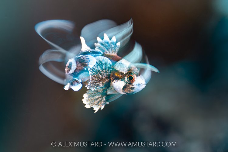 Dancing Sweetlips, Indonesia
