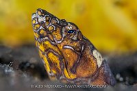 Snake Eel, Indonesia