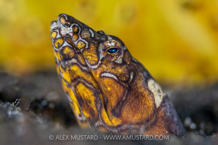 Snake Eel, Indonesia