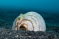 Puffer Pulled Down Into Sand, Indonesia