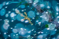 Phantom Menace, Indonesia