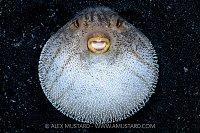Inflated Pufferfish, Indonesia