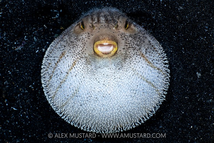 Inflated Pufferfish, Indonesia