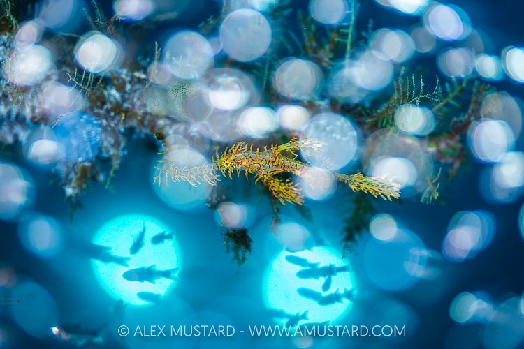 Ghost Pipefish In Glassfish School, Indonesia