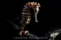 Thorny Seahorse, Indonesia
