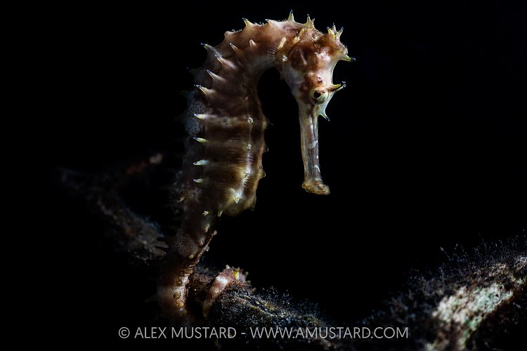 Thorny Seahorse, Indonesia