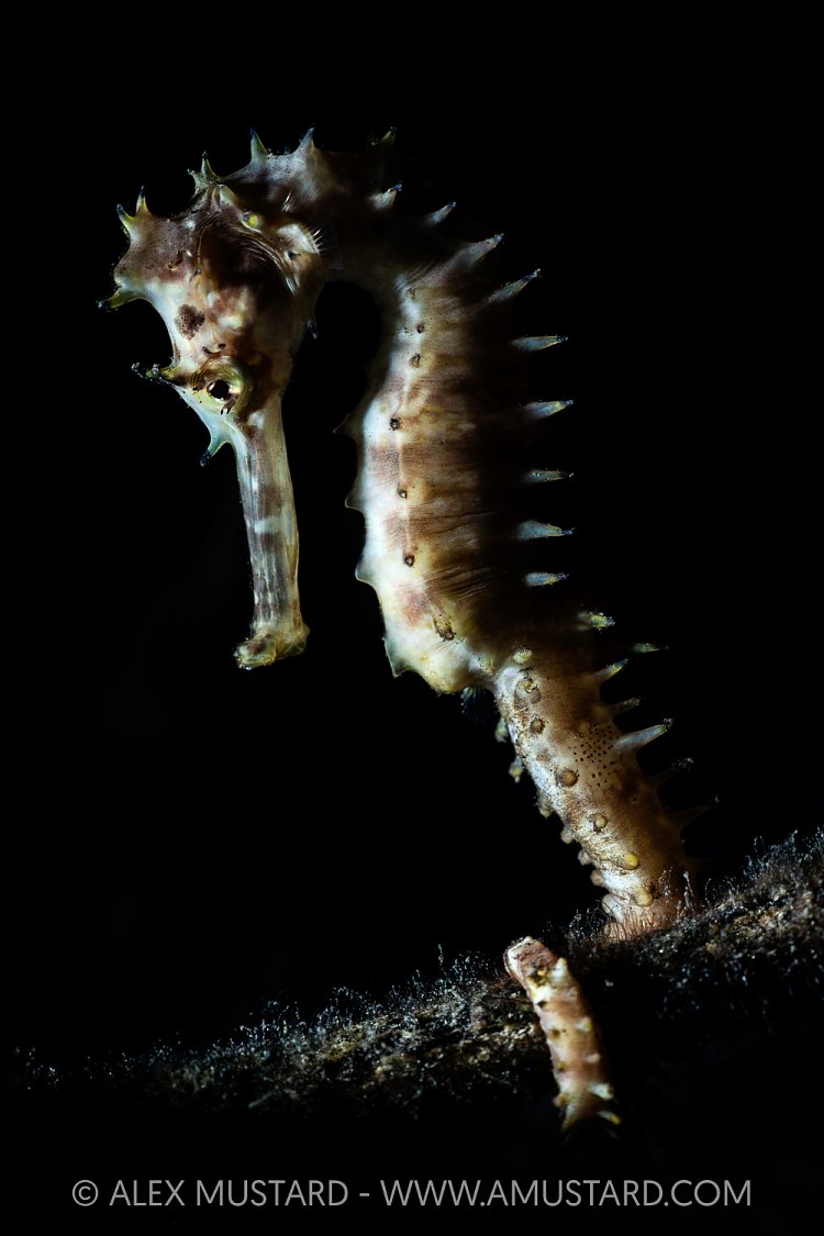 Thorny Seahorse, Indonesia