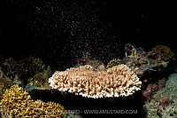 Spawning Coral, Indonesia