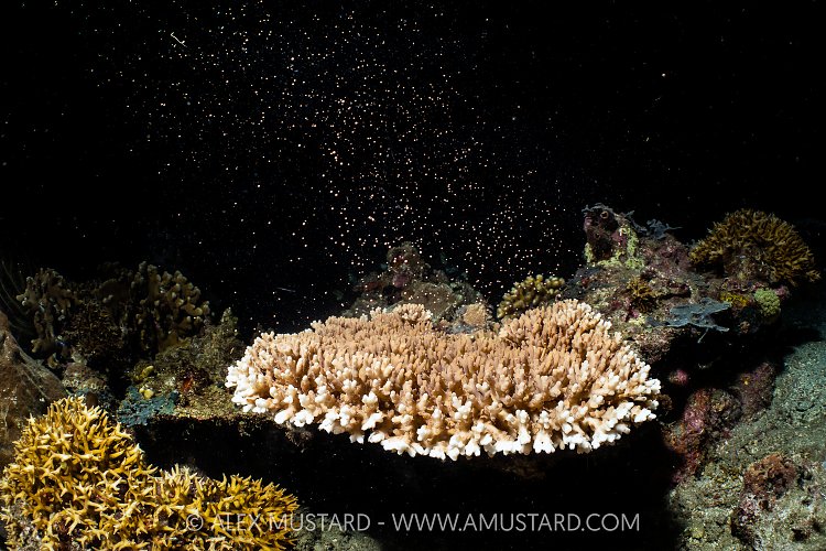 Spawning Coral, Indonesia
