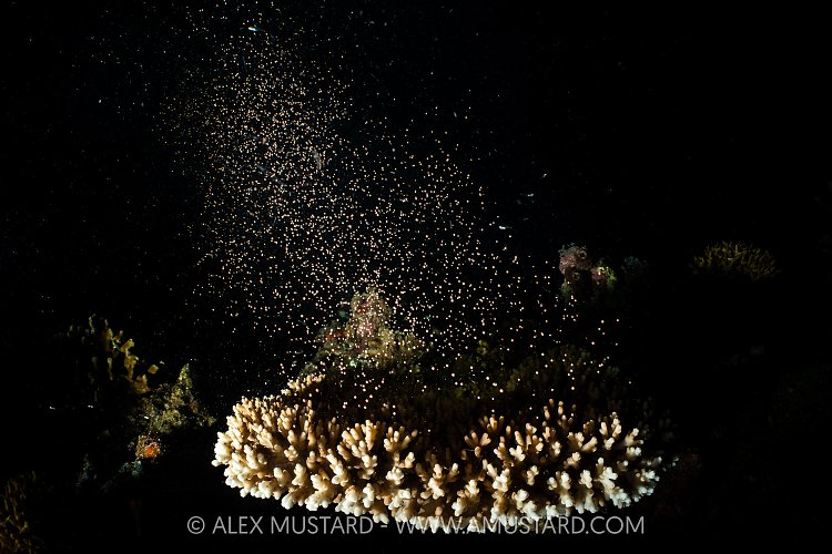 Spawning Coral, Indonesia