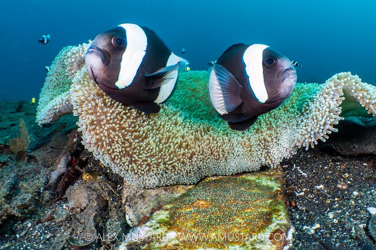 Anemonefish Pair, Indonesia