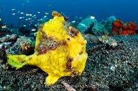 Warty Frogfish, Indonesia
