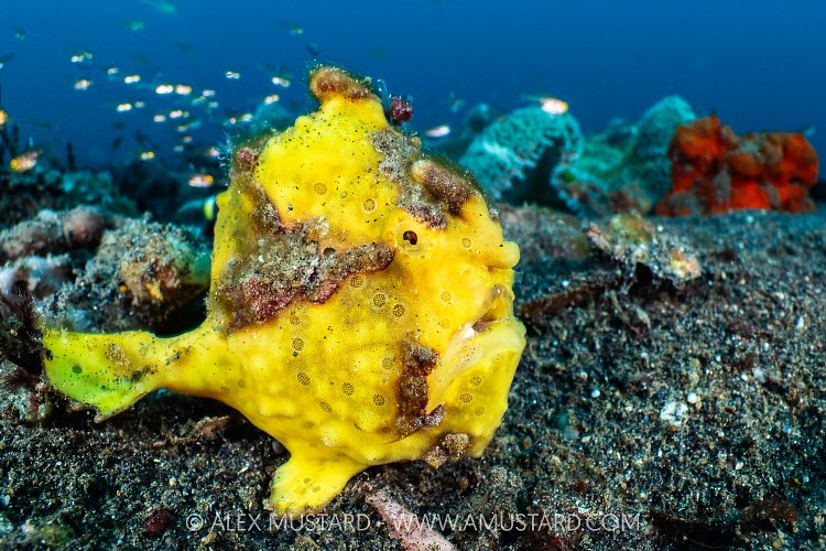 Warty Frogfish, Indonesia