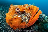 Orange Scorpionfish, Indonesia