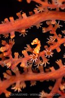 Pygmy Seahorse In Seafan, Indonesia