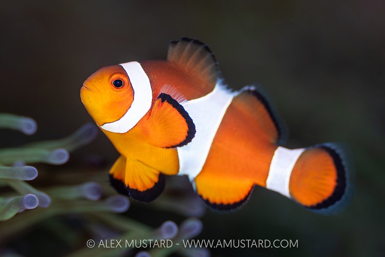 Clownfish, Indonesia