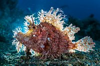 Backlit Rhinopias, Indonesia