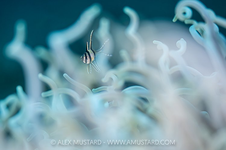 Juvenile Banggai Cardinalfish, Indonesia