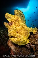 Giant Frogfish, Indonesia