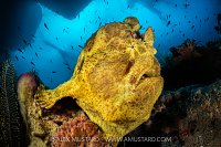 Giant Frogfish, Indonesia