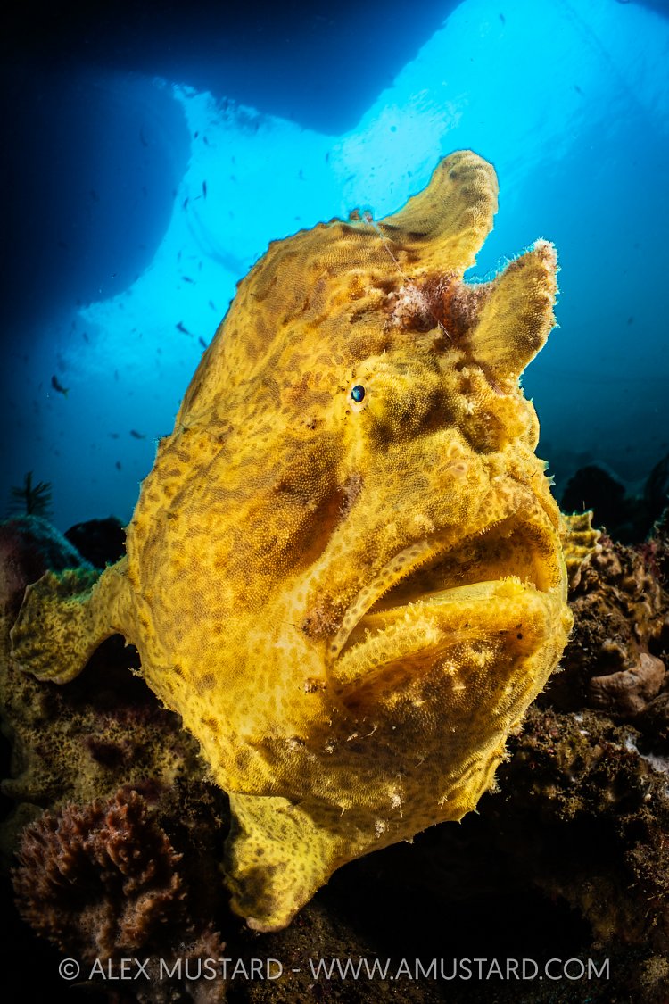 Giant Frogfish, Indonesia
