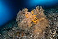 Nudibranch Feeding On Bryozoans, Indonesia