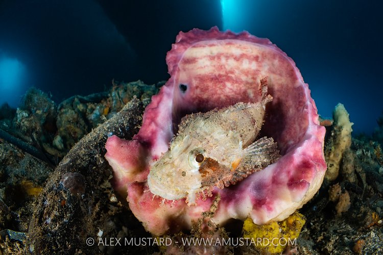 Scorpionfish In Sponge, Indonesia