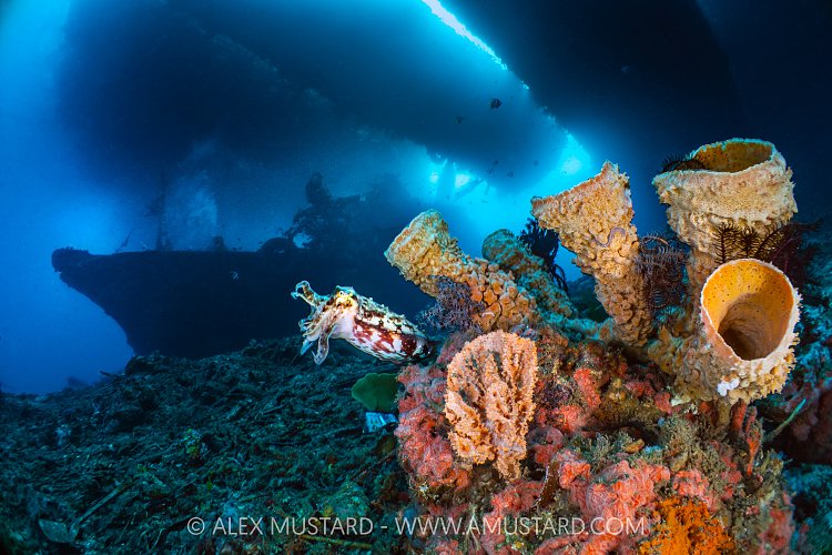 Cuttlefish With Sponges, Indonesia