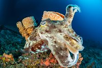 Cuttlefish With Sponges, Indonesia