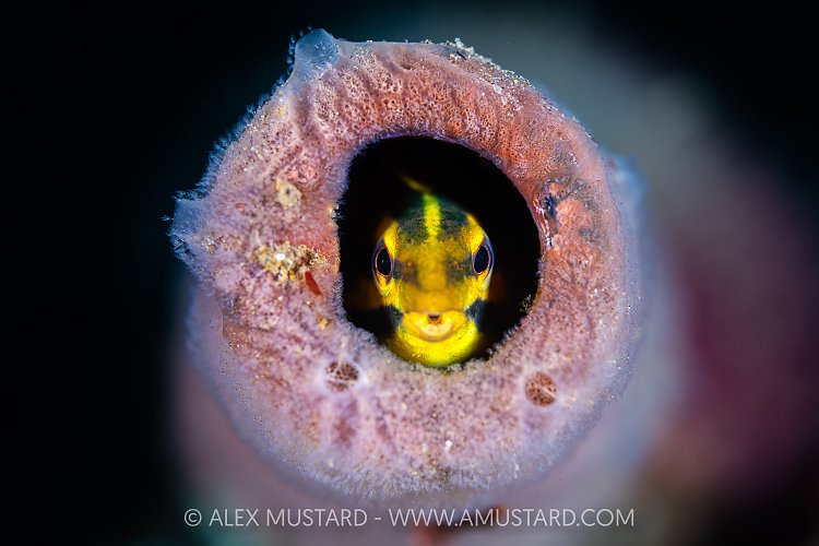 Peeking Fangblenny, Indonesia