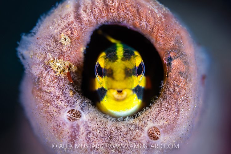 Peeking Fangblenny, Indonesia