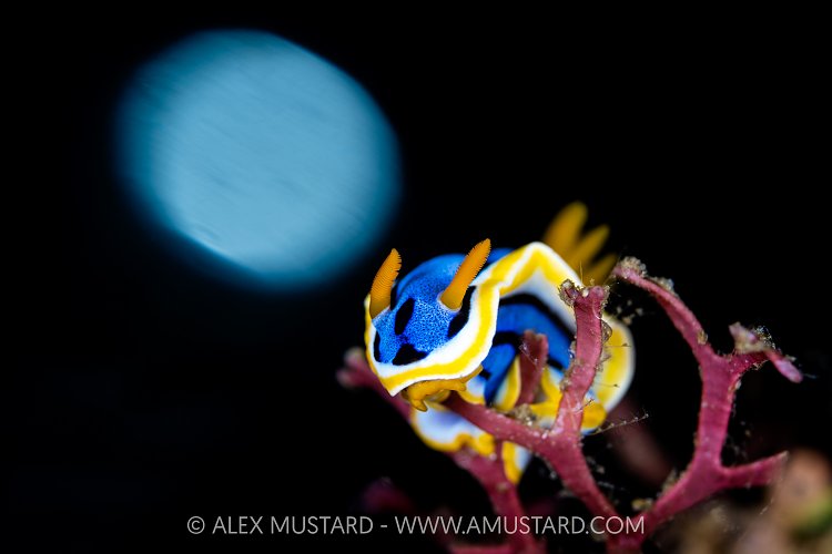 Beneath The Moon, Indonesia