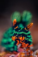 Nemobrotha Portrait, Indonesia