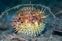 Inflated Pufferfish, Indonesia