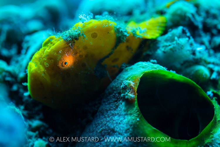Hidden Frogfish, Indonesia