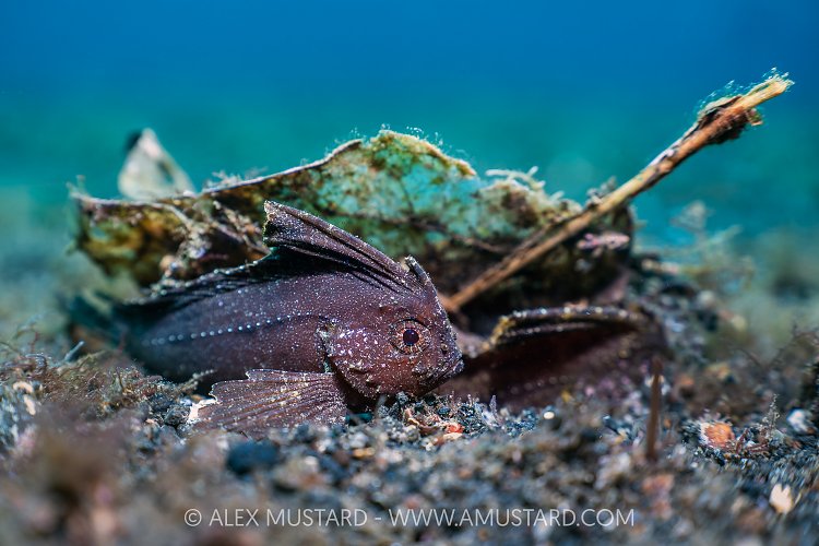 Cockatoo Waspfish Beneath Leaf, Indonesia