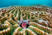 Blenny In Coral, Philippines