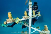 Coral Propagation, Cayman Islands