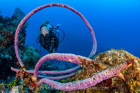 Encircled In Sponge, Cayman Islands