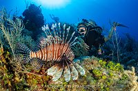 Lionfish Encounter, Cayman Islands.