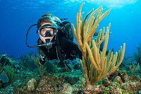 Diver With Sea Plume, Cayman Islands