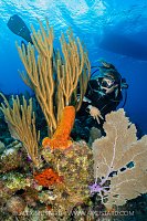 Diver Explores Reef, Cayman Islands