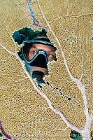 Diver And Sea Fan, Cayman Islands