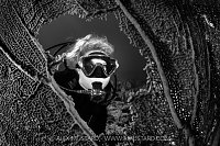 Through The Sea Fan, Cayman Islands