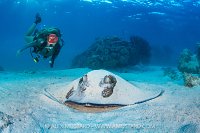 Stingray Encounter, Cayman Islands