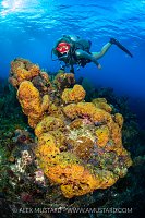 Diver Looks a Colourful Sponges, Cayman Islands