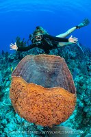 Giant Barrel Sponge, Cayman Islands